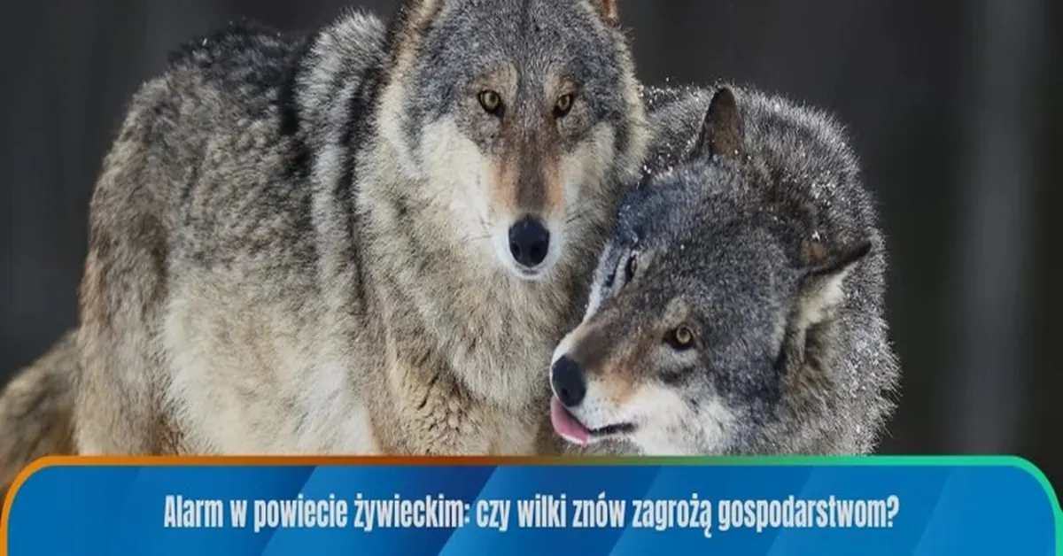 Jak wybrać smartfon? Praktyczny poradnik na 2024